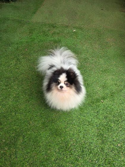 ปอมเมอเรเนียนพ่อพันธุ์เปิดรับผสม รูปที่ 7