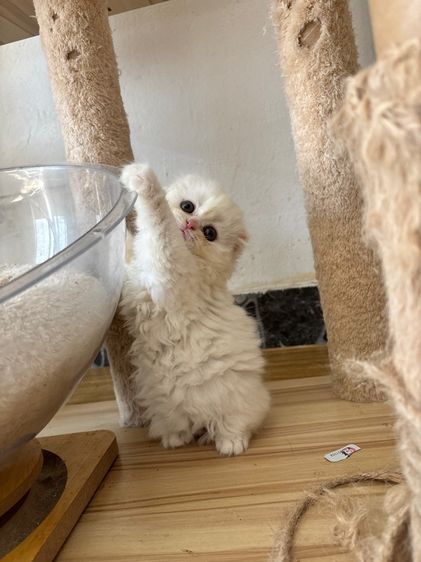 สก็อตติชสีขาว รูปที่ 14