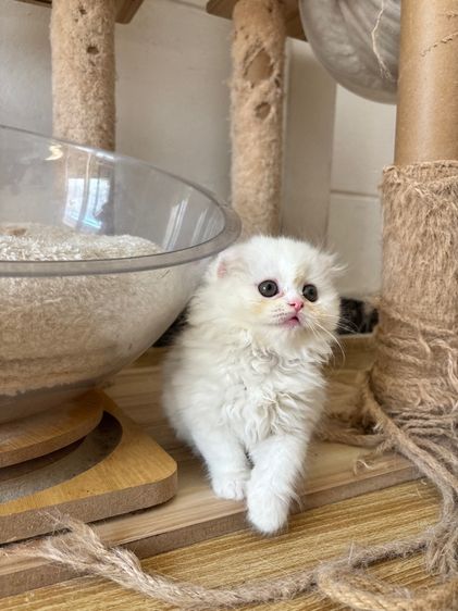 สก็อตติชสีขาว รูปที่ 12