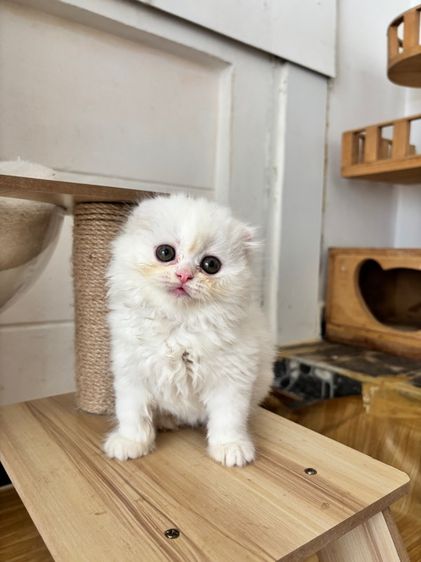 สก็อตติชสีขาว รูปที่ 7