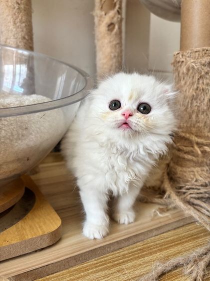 สก็อตติชสีขาว รูปที่ 9