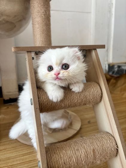 สก็อตติช โฟลด์ (Scottish Fold) สก็อตติชสีขาว