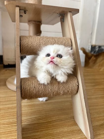 สก็อตติชสีขาว รูปที่ 18