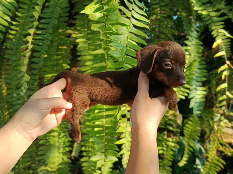 Dachshundmini ดัชชุนมินิ รูปที่ 2