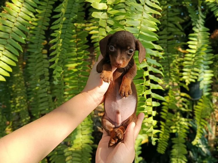 Dachshundmini ดัชชุนมินิ