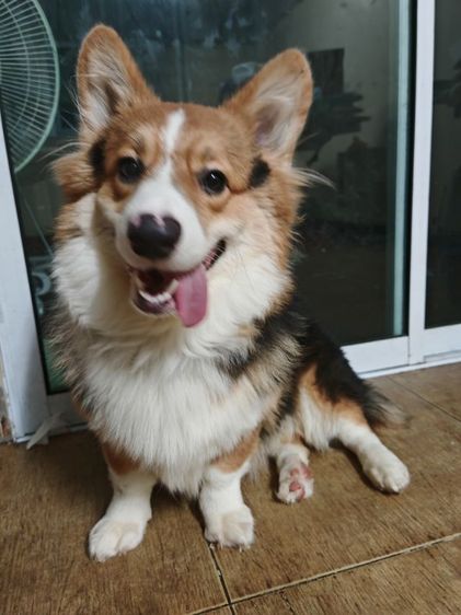 รับผสมพันธุ์​คอร์กี้​แท้​ พ่อพันธุ์​ พร้อมทับ​หล่อๆฟอร์มสวย รูปที่ 3