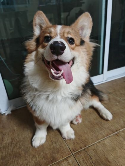 รับผสมพันธุ์​คอร์กี้​แท้​ พ่อพันธุ์​ พร้อมทับ​หล่อๆฟอร์มสวย รูปที่ 2