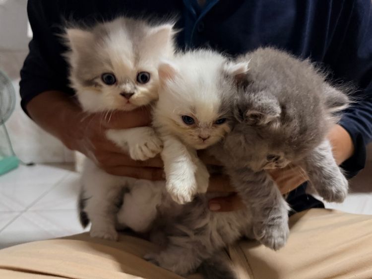 ลูกแมวเปอร์เซีย รูปที่ 2