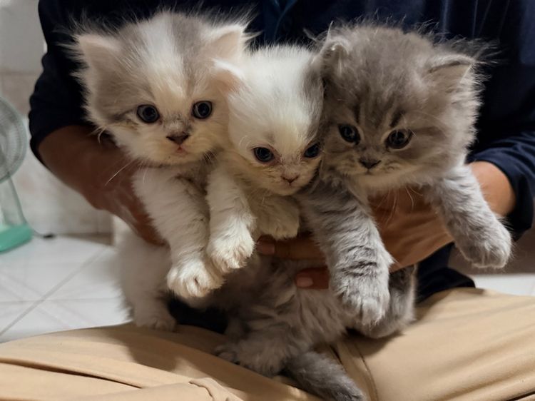 ลูกแมวเปอร์เซีย รูปที่ 3