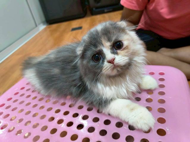 สก็อตติช โฟลด์ (Scottish Fold) พร้อมย้าย ลูกแมวสก็อตติช พ่อแม่เลี้ยงเอง