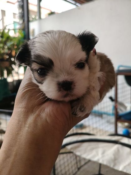 สุนัข เด็กชาย ชิสุ รูปที่ 9