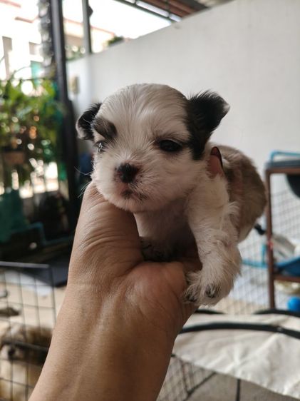 สุนัข เด็กชาย ชิสุ รูปที่ 10