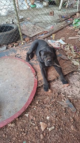 อื่นๆ ใหญ่ ขายแม่พันบัวโบเลืยดร้อยนำเข้า(ลดราคา)