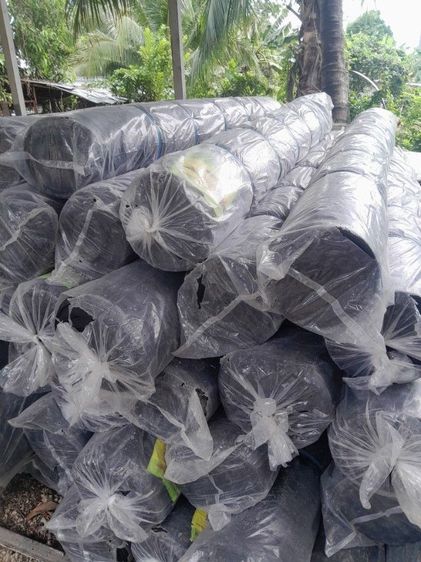 แสลนกรองแสง รูปที่ 2