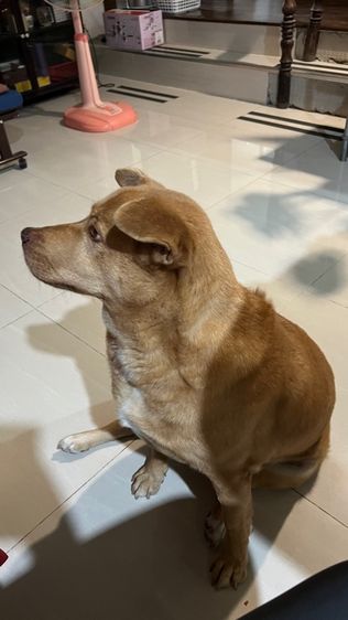 ลาบราดอร์ ผสม เพศผู้ รูปที่ 2