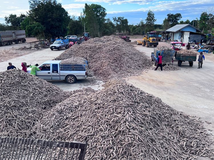ลานมัน ลานรับชื้อสินค้าการเกษตร