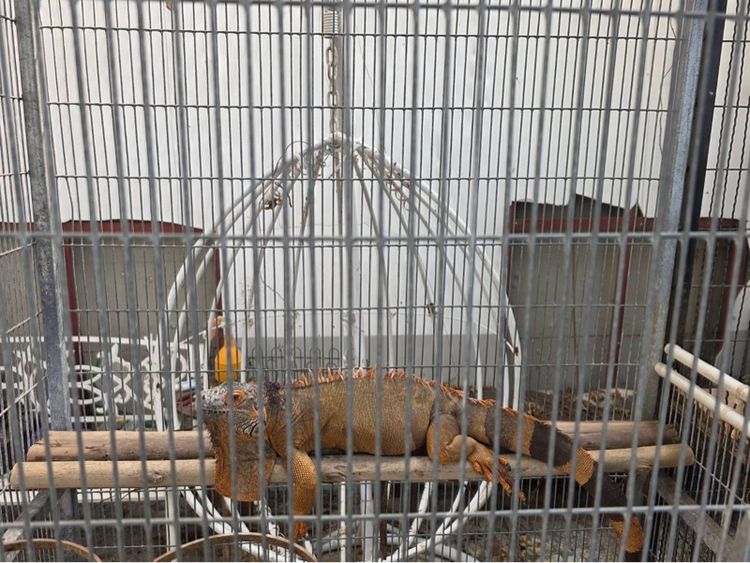 กิ้งก่าอีกัวน่า รูปที่ 3