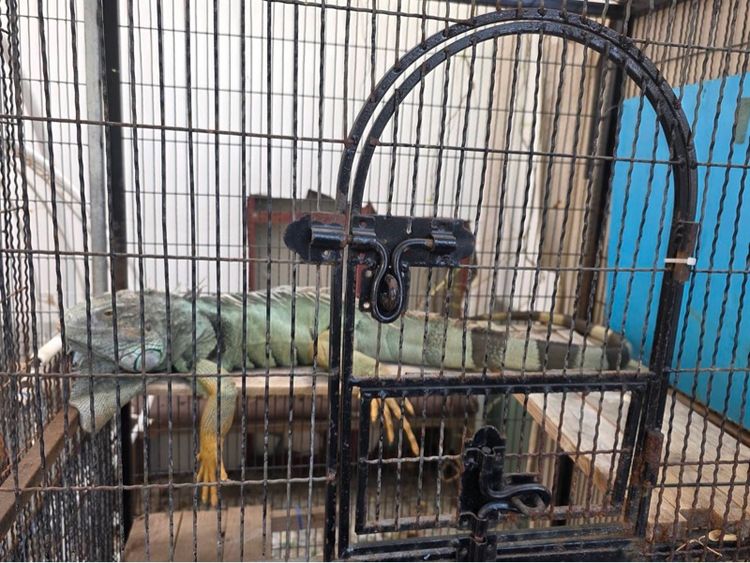 กิ้งก่าอีกัวน่า รูปที่ 2