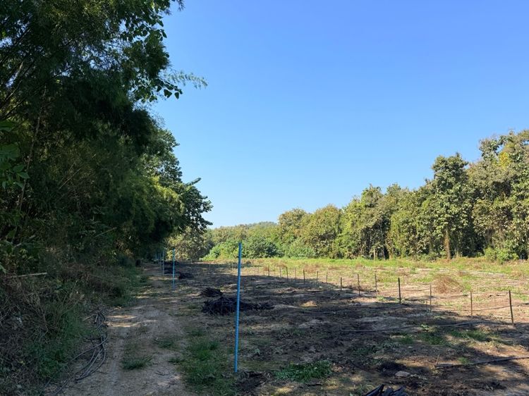 ใช่ ขายที่ดิน 6 ไร่  (โฉนด)อ.ศรีสวัสดิ์ จ.กาญจนบุรี รูปที่ 4