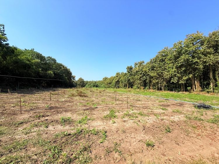 ขายที่ดิน 6 ไร่  (โฉนด)อ.ศรีสวัสดิ์ จ.กาญจนบุรี