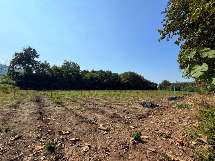 ใช่ ขายที่ดิน 6 ไร่  (โฉนด)อ.ศรีสวัสดิ์ จ.กาญจนบุรี รูปที่ 2