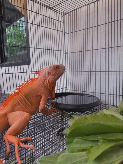 อิกัวน่าเหมาๆ รูปที่ 11