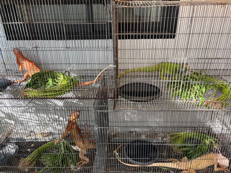 อิกัวน่าเหมาๆ รูปที่ 2