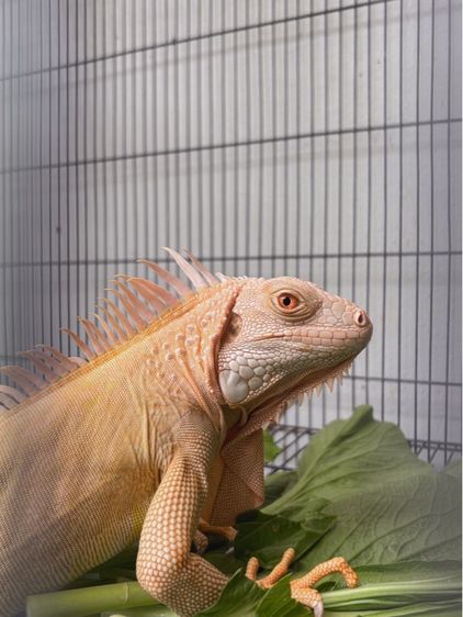 อิกัวน่าเหมาๆ รูปที่ 10