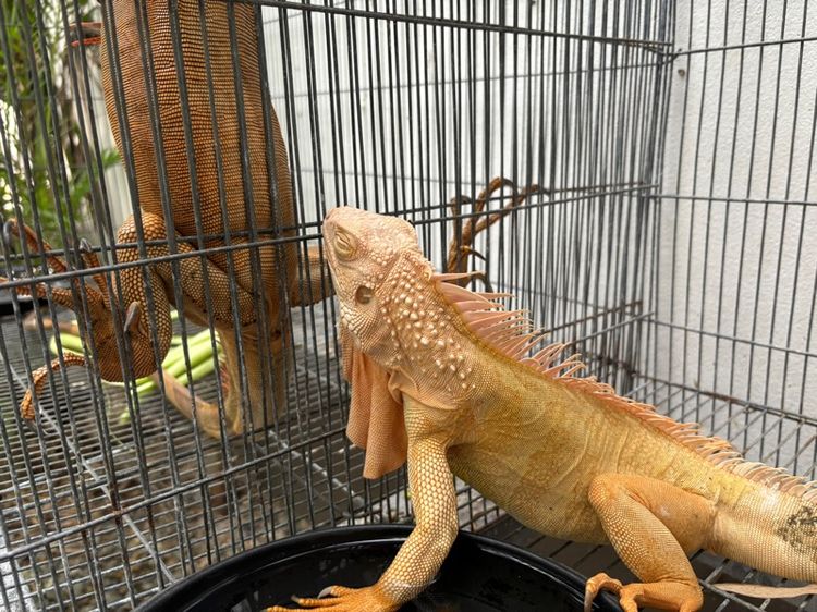 อิกัวน่าเหมาๆ รูปที่ 5