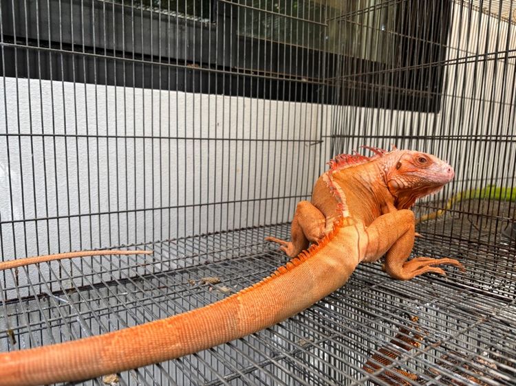 อิกัวน่าเหมาๆ รูปที่ 8