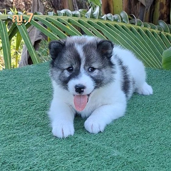 บางแก้วโคราช มีใบเพ็ดดีกรี รูปที่ 3