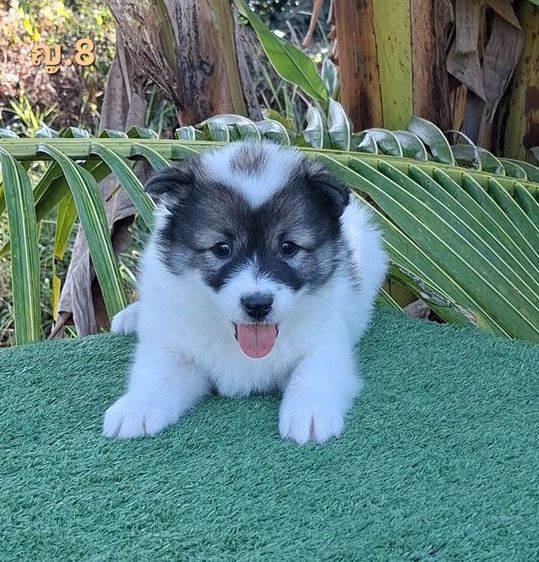 บางแก้วโคราช มีใบเพ็ดดีกรี รูปที่ 4