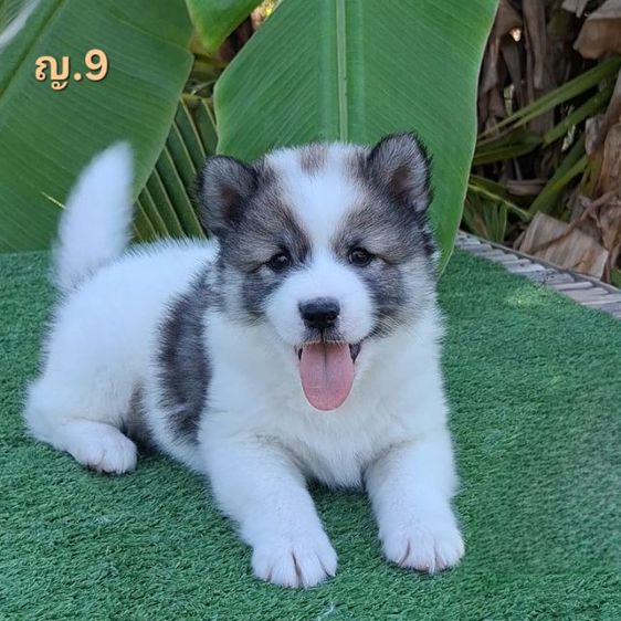 บางแก้วโคราช มีใบเพ็ดดีกรี