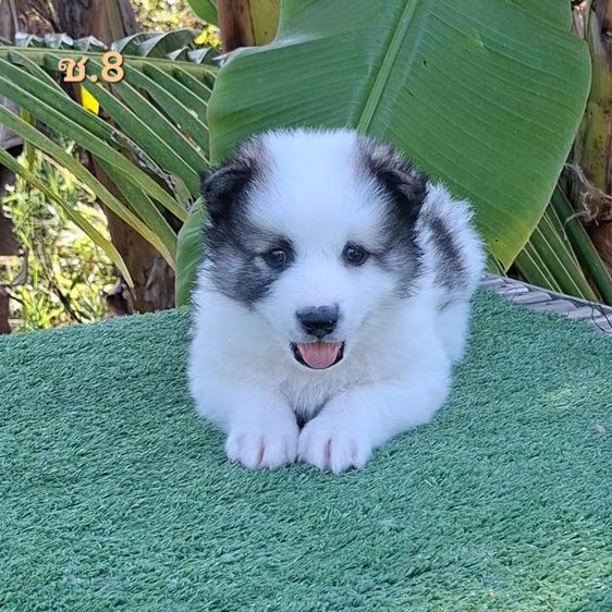 บางแก้วโคราช มีใบเพ็ดดีกรี รูปที่ 5