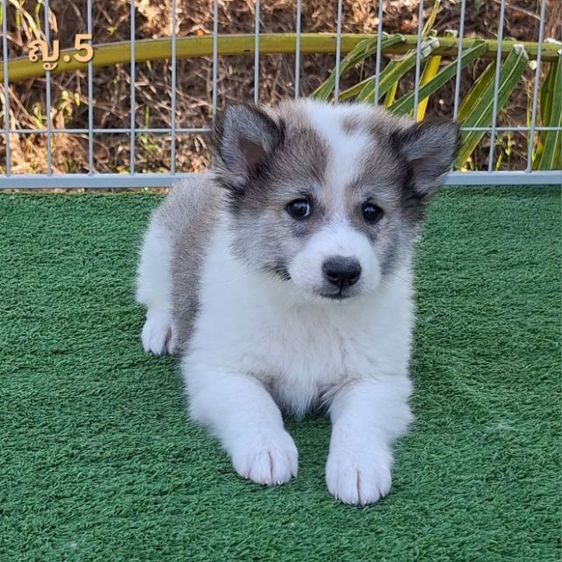 บางแก้วโคราช มีใบเพ็ดดีกรี รูปที่ 6