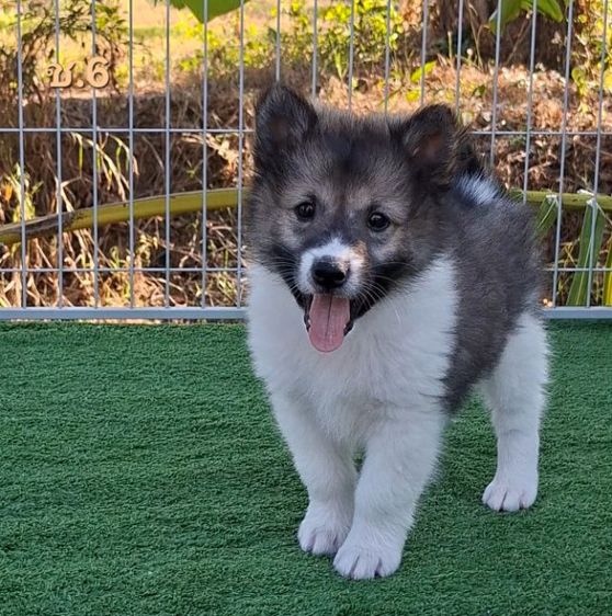 บางแก้วโคราช มีใบเพ็ดดีกรี รูปที่ 2