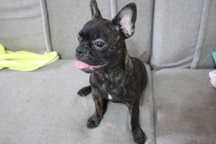 เฟรนบลูด๊อกแท้ รูปที่ 4