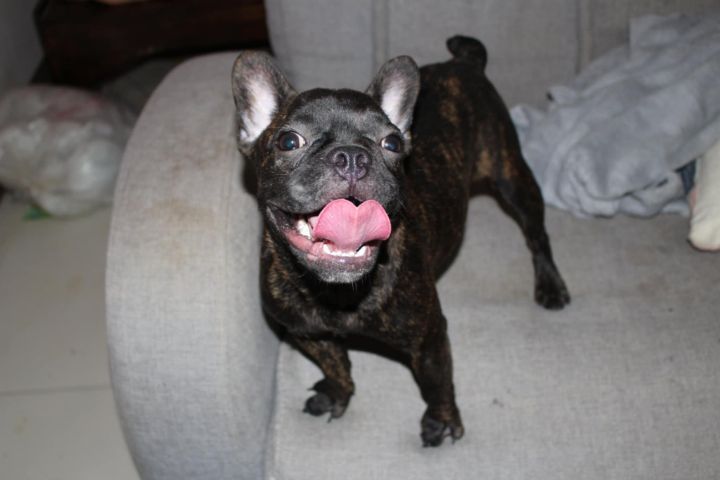 เฟรนบลูด๊อกแท้