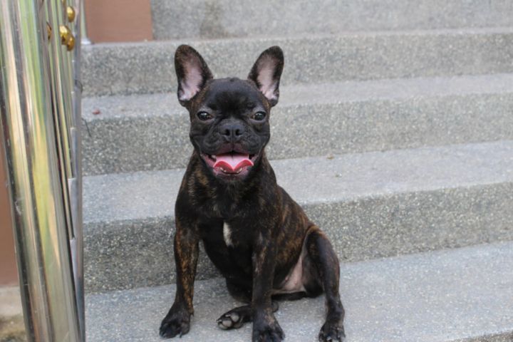 เฟรนบลูด๊อกแท้ รูปที่ 2