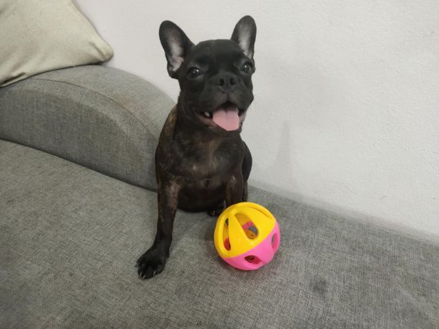 เฟรนบลูด๊อกแท้ รูปที่ 8