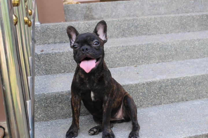 เฟรนบลูด๊อกแท้ รูปที่ 3