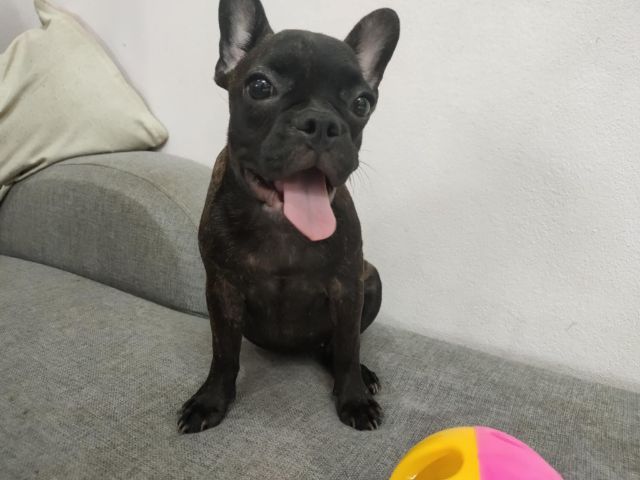 เฟรนบลูด๊อกแท้ รูปที่ 7