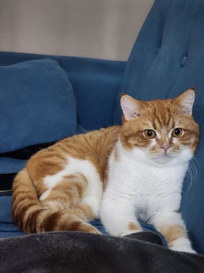 แมว Scottish หูตั้ง สีส้มขาว รูปที่ 2