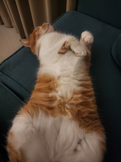 แมว Scottish หูตั้ง สีส้มขาว รูปที่ 11