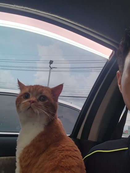 แมว Scottish หูตั้ง สีส้มขาว รูปที่ 18