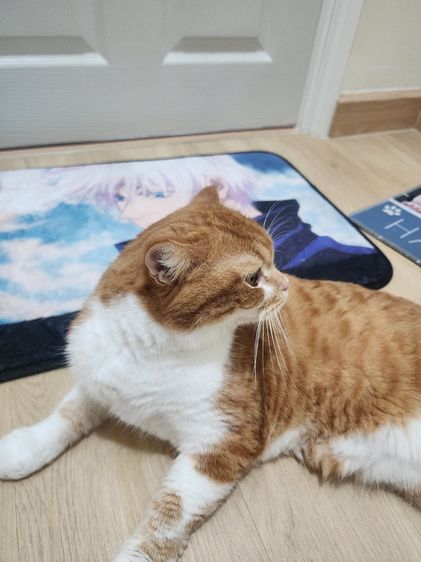 แมว Scottish หูตั้ง สีส้มขาว รูปที่ 7