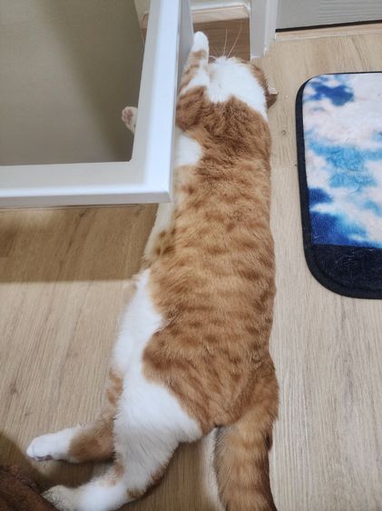 แมว Scottish หูตั้ง สีส้มขาว รูปที่ 17