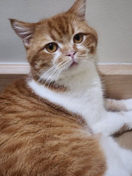 แมว Scottish หูตั้ง สีส้มขาว รูปที่ 10