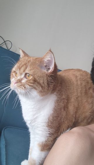 แมว Scottish หูตั้ง สีส้มขาว รูปที่ 14