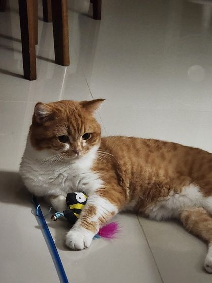 แมว Scottish หูตั้ง สีส้มขาว รูปที่ 6